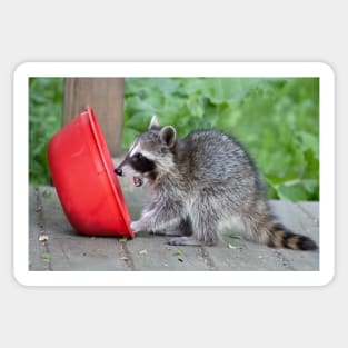 Sweet Baby Raccoon Sticker